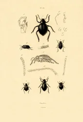 ビロードの樹皮カブトムシ、1833-39